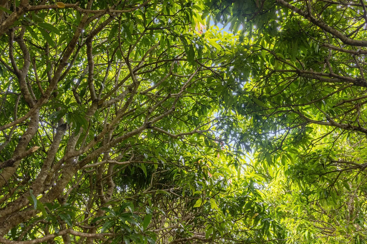 Additional image 16 of 376 Findon Creek Road, Findon Creek NSW 2474