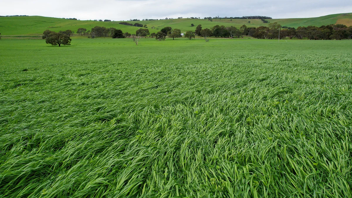 Additional image 14 of 649 Coleraine - Balmoral Road, Wootong Vale VIC 3315