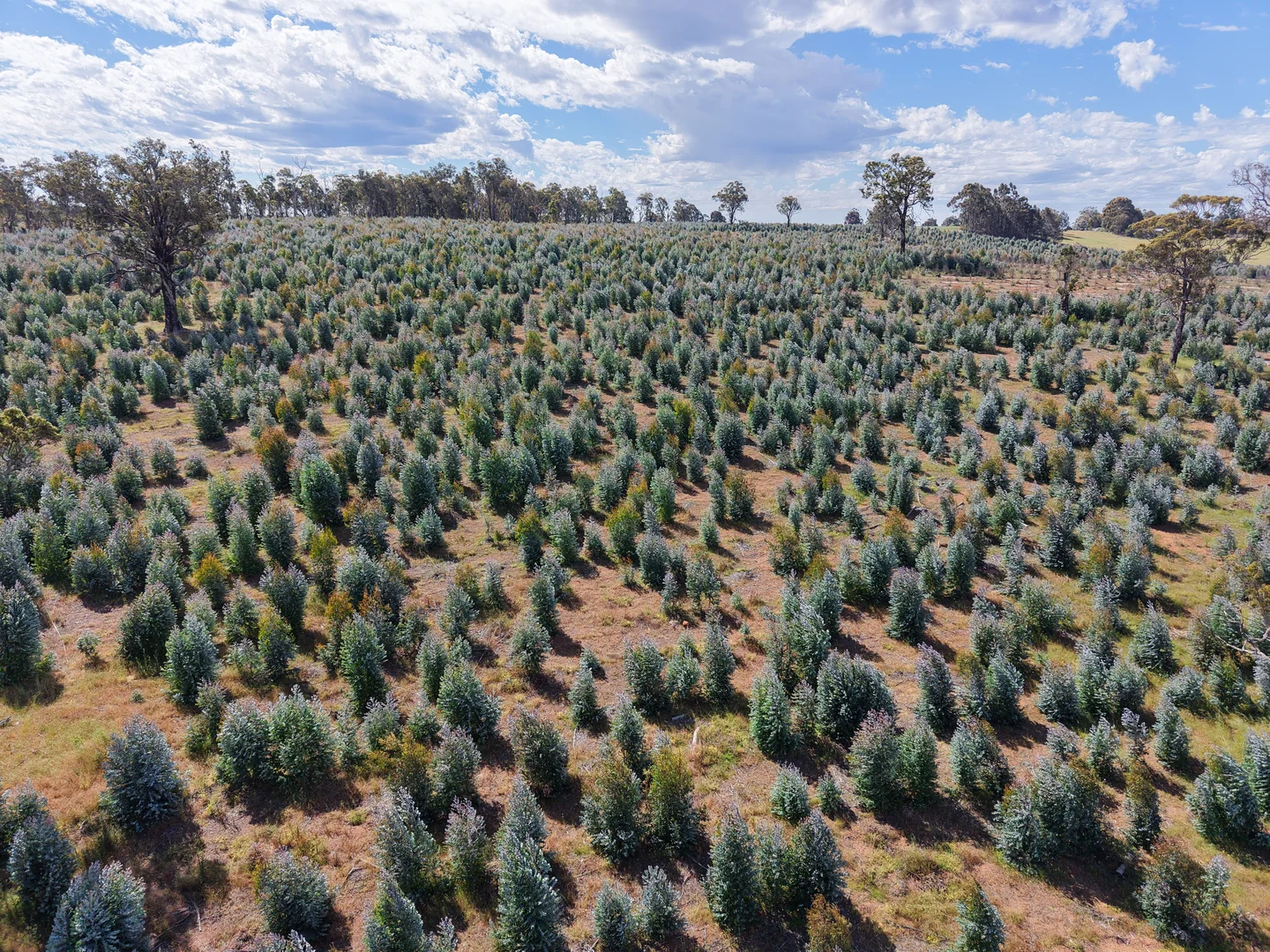 Additional image 9 of Lot 1251 Peninsula Road, Bridgetown WA 6255