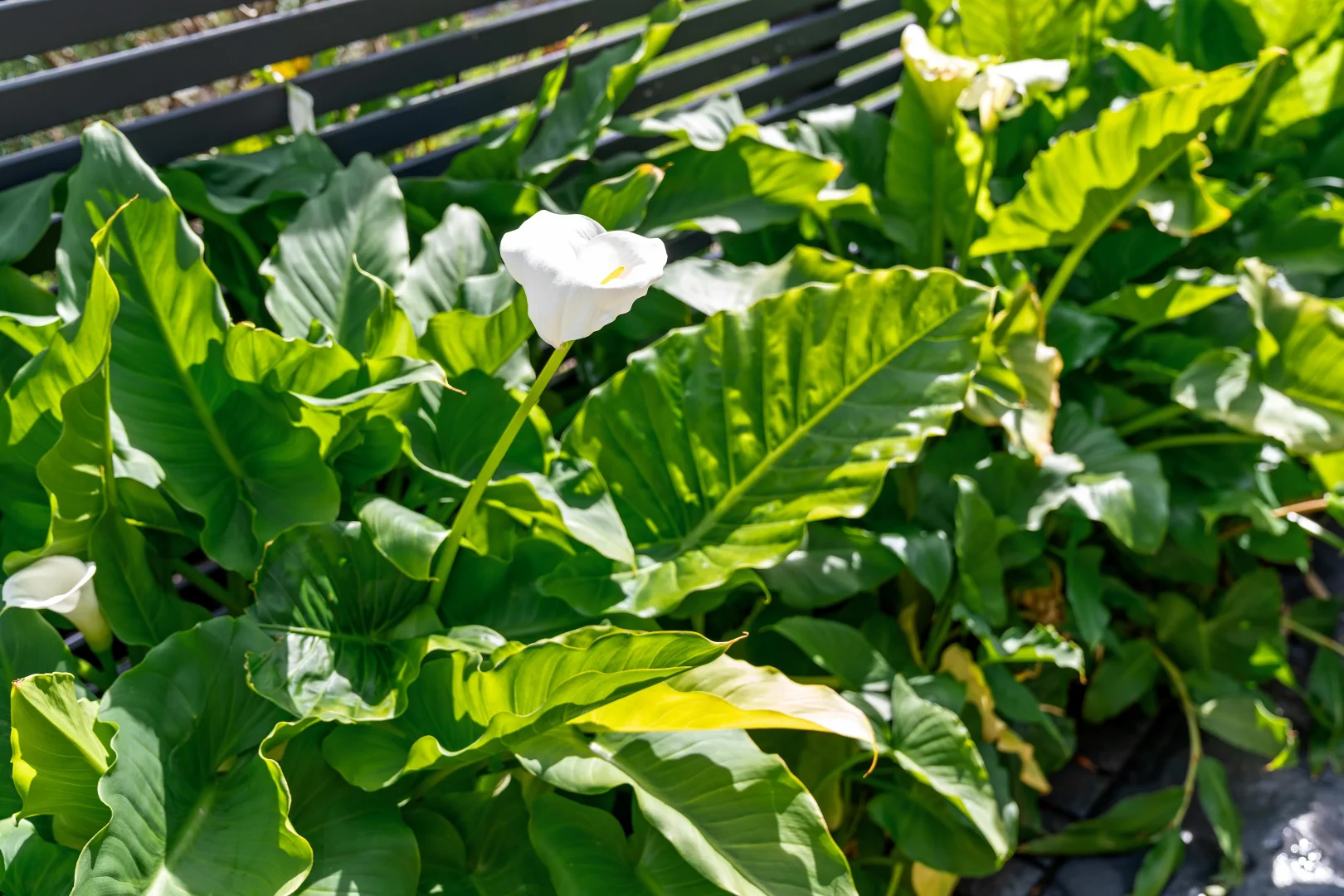 Additional image 22 of 10 Callemondah Close, Narrawallee NSW 2539