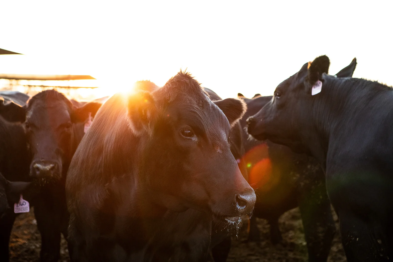 Additional image 12 of 91 Mort Street, Toowoomba City QLD 4350