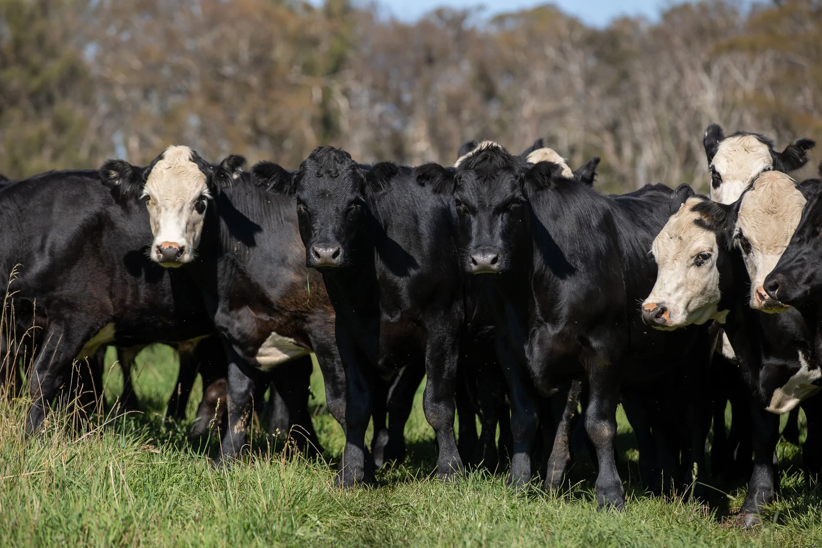 Additional image 9 of 1763 Wongwibinda Road, Armidale NSW 2350