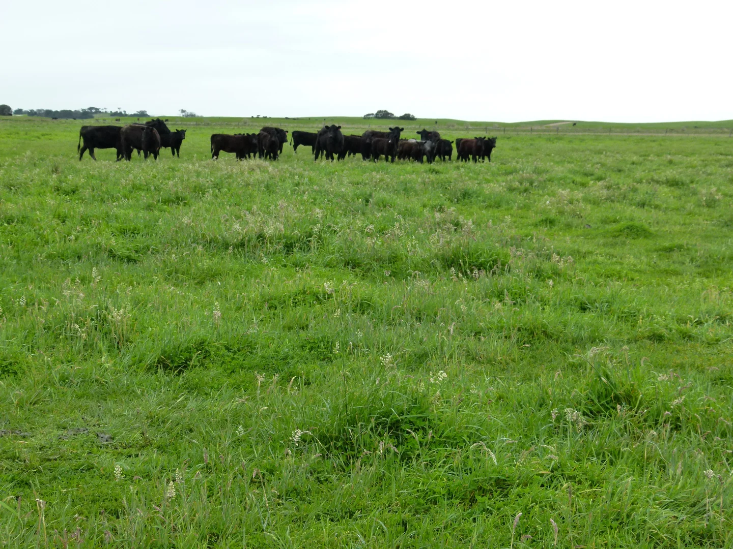 Additional image 3 of 1683 Canunda Frontage Road, Tantanoola SA 5280