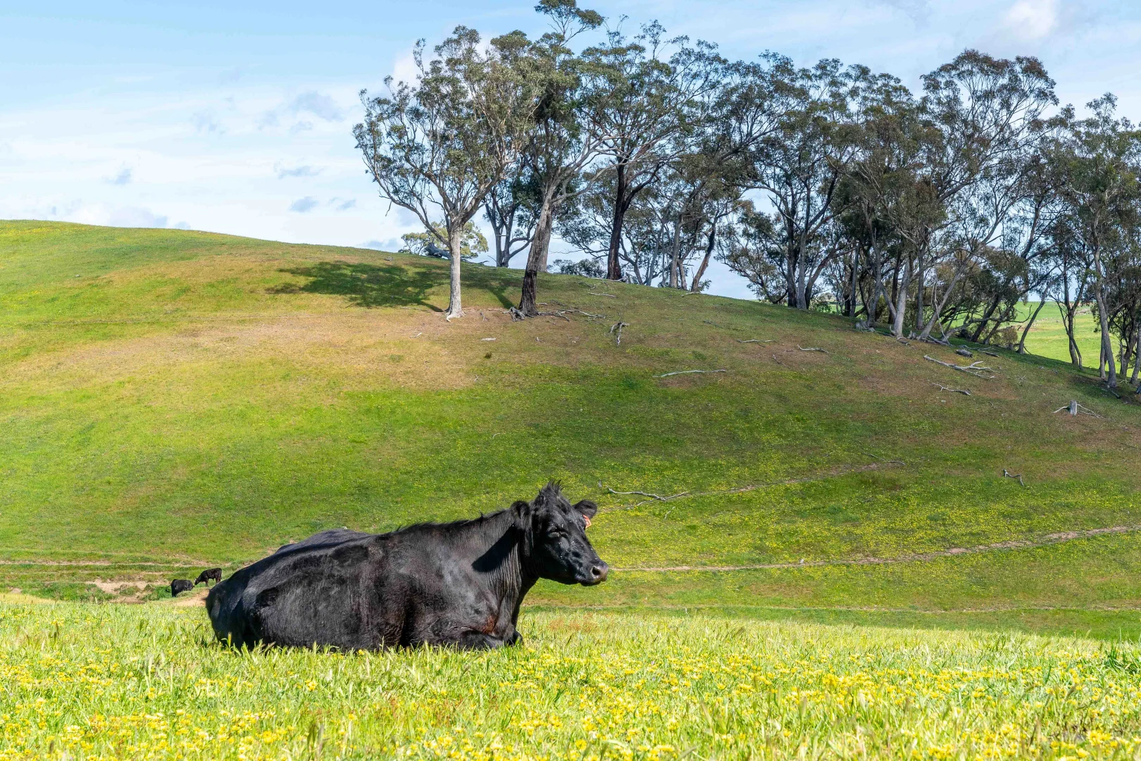 Additional image 14 of 362 Watchbox Road, Barfold VIC 3444
