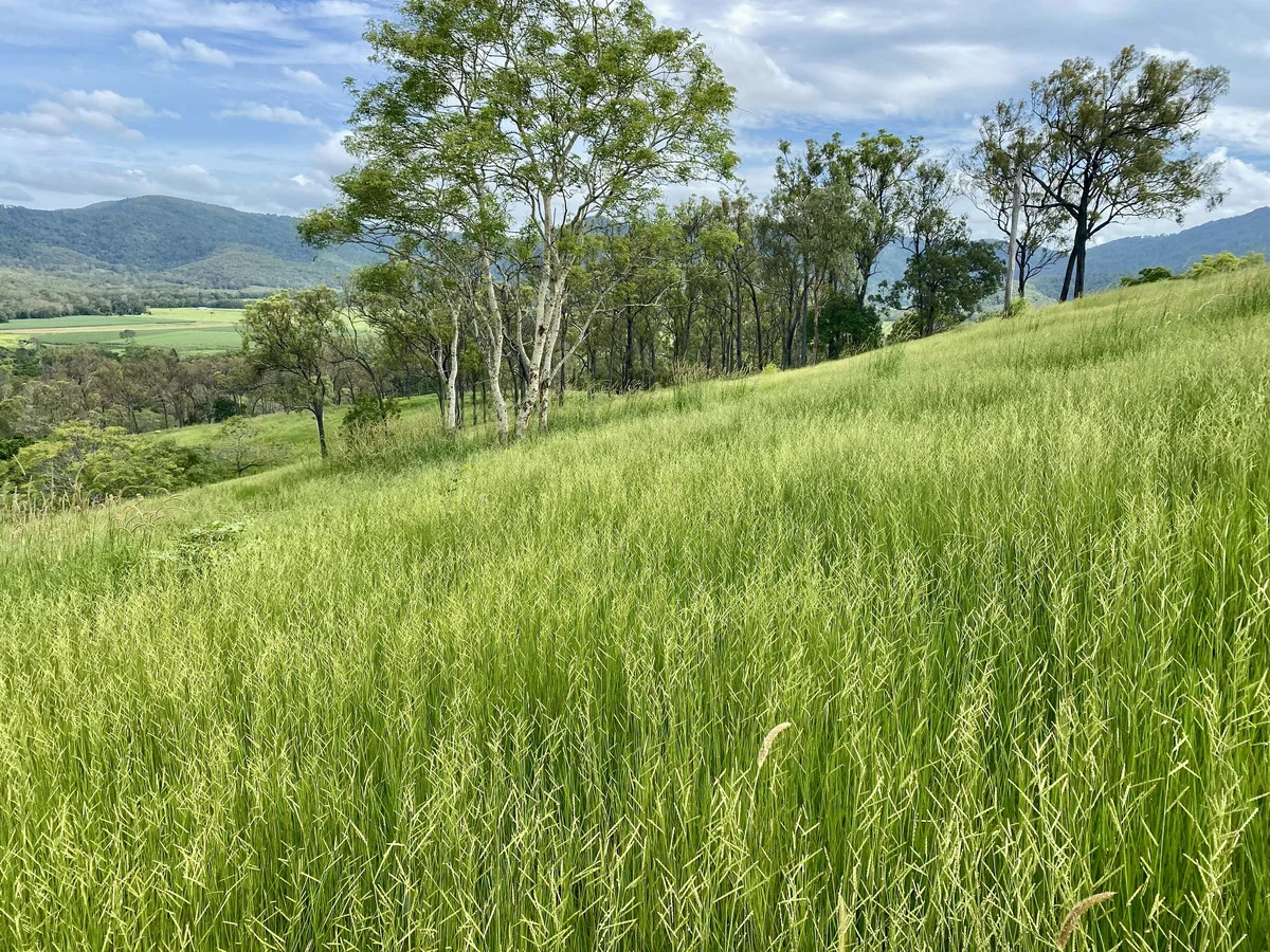 Additional image 21 of 558 Marlborough-Sarina Road, Sarina QLD 4737