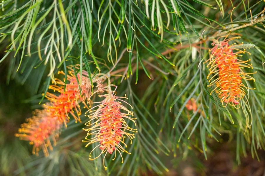 Additional image 28 of 53 The Boulevarde, Mullaway NSW 2456