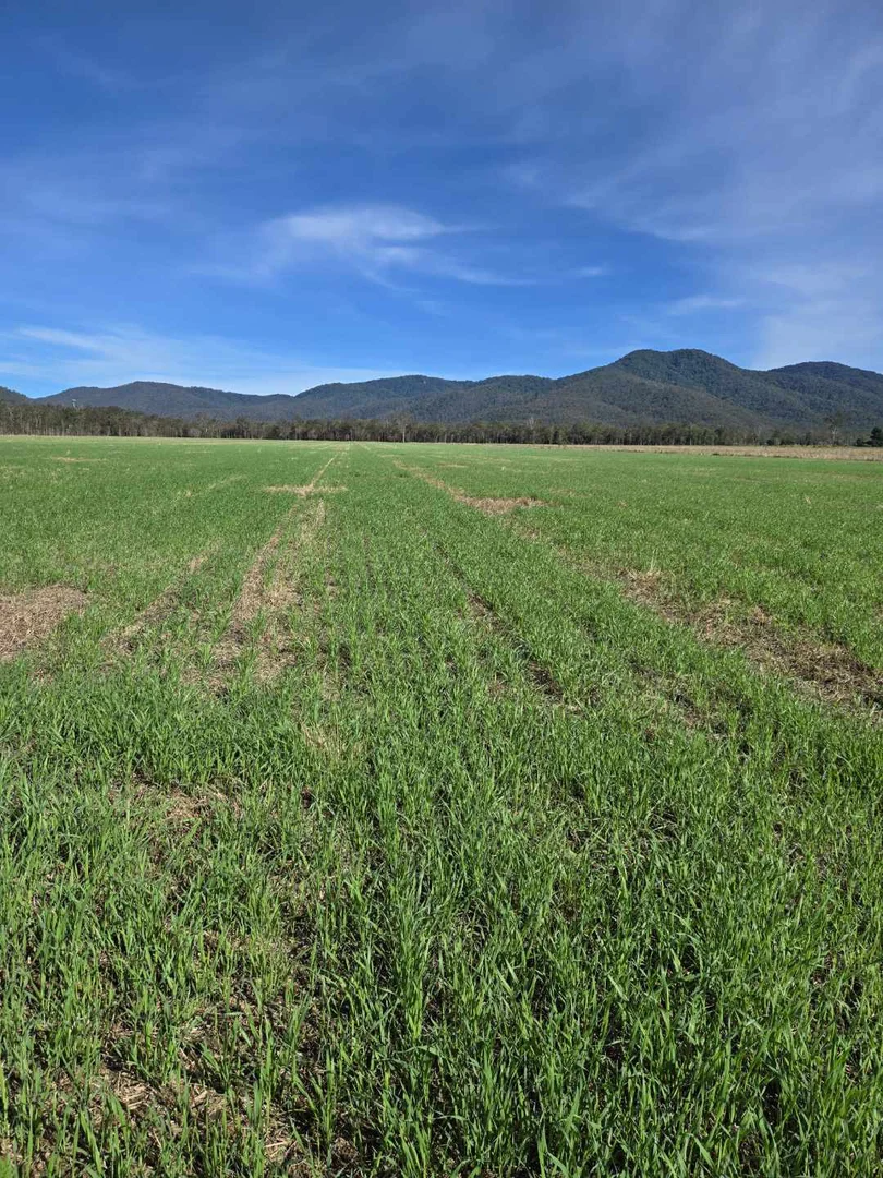 Additional image 4 of Carrington QLD 4883