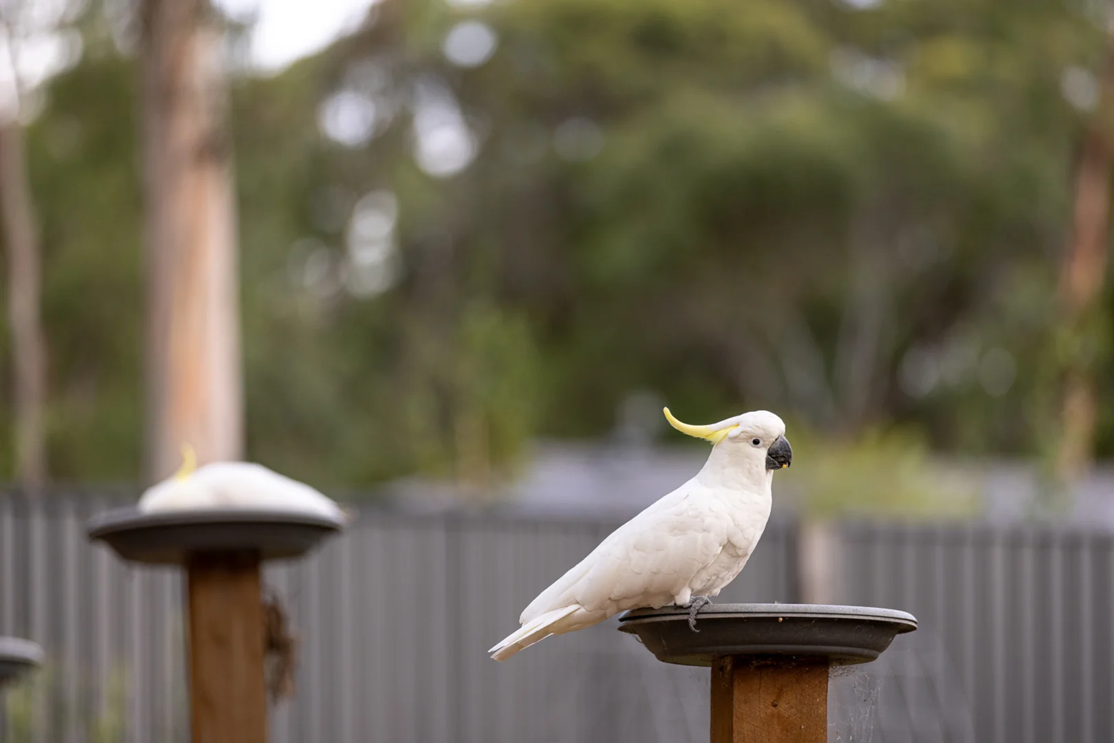 Additional image 22 of 62 Stringybark Drive, Brown Hill VIC 3350