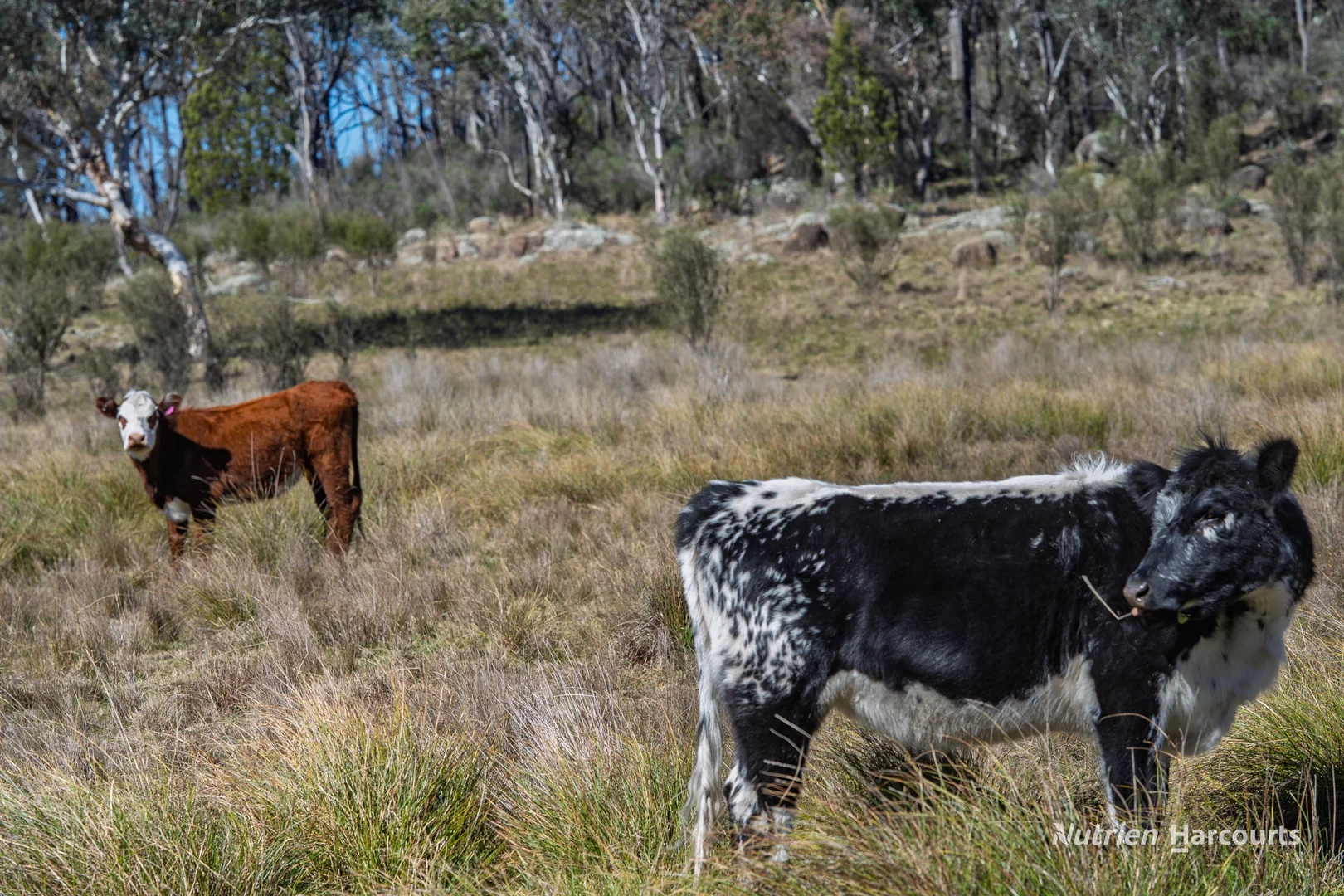 Additional image 29 of 206 - 208 Rocky Glen Road, Kingstown NSW 2358