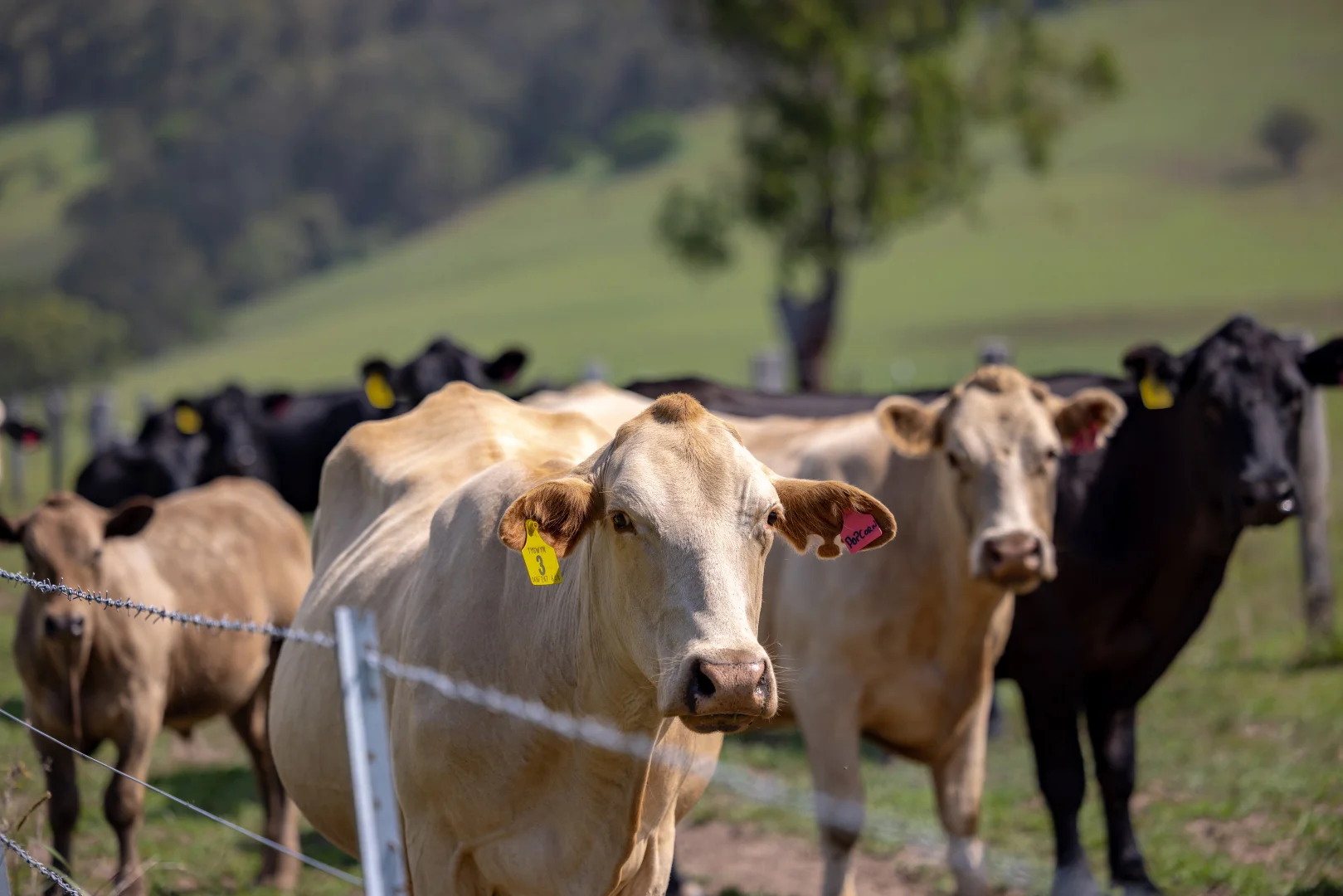 Additional image 18 of 529 Willina Road, Willina NSW 2423