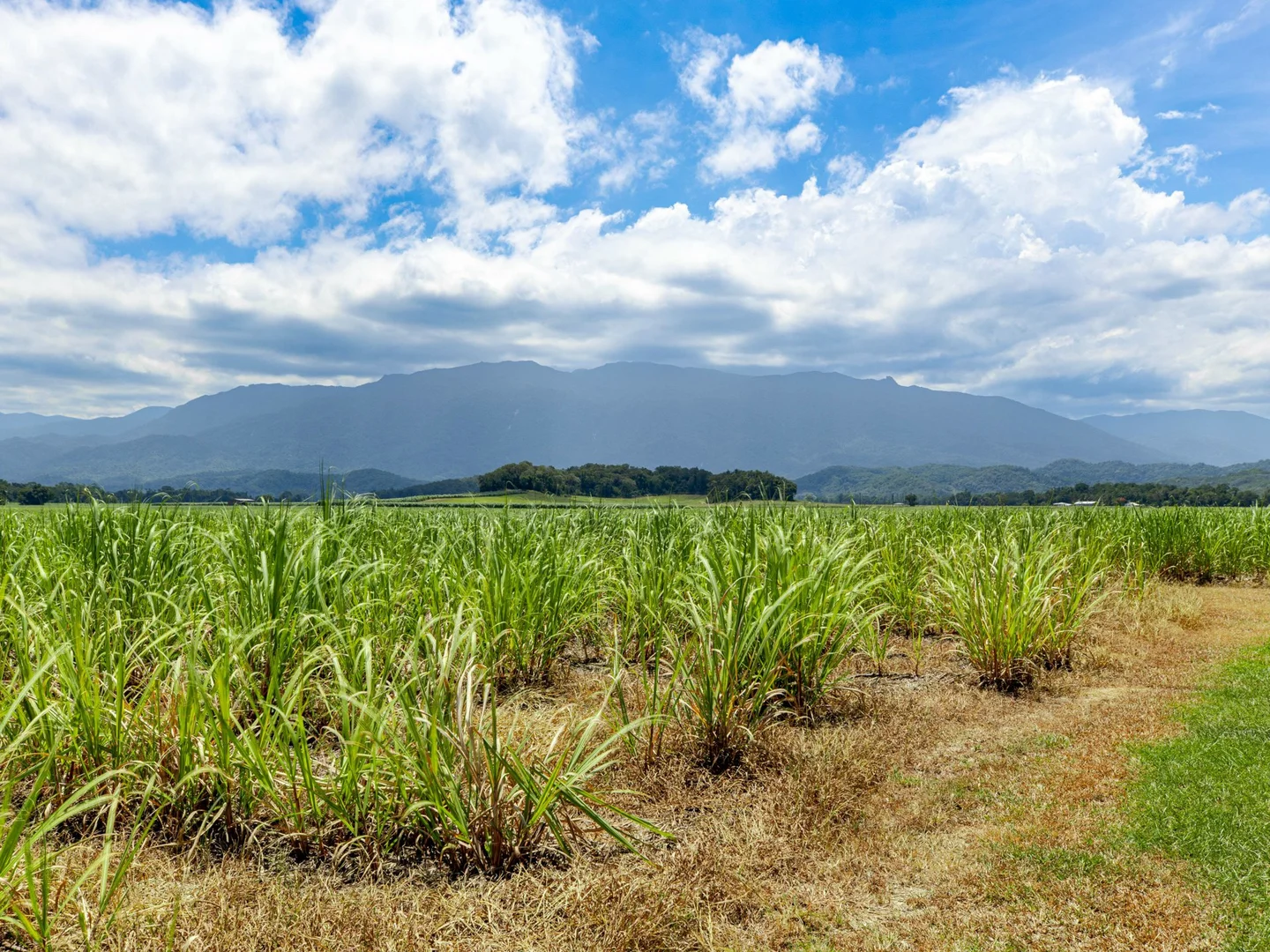 Additional image 24 of 23 D'Addona Road, Miallo QLD 4873