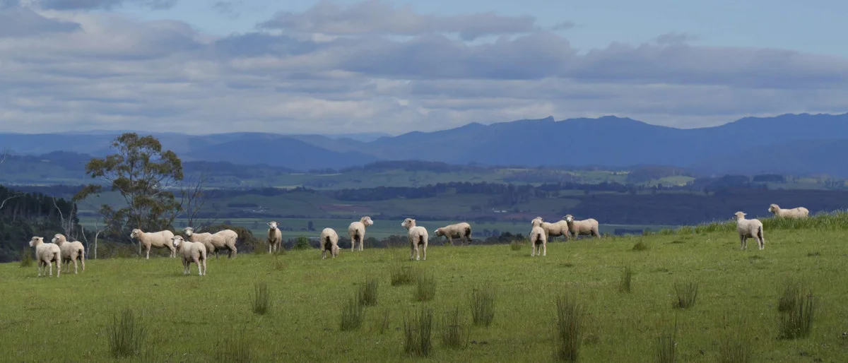 Additional image 6 of 983 Bogan Road, Golden Valley TAS 7304