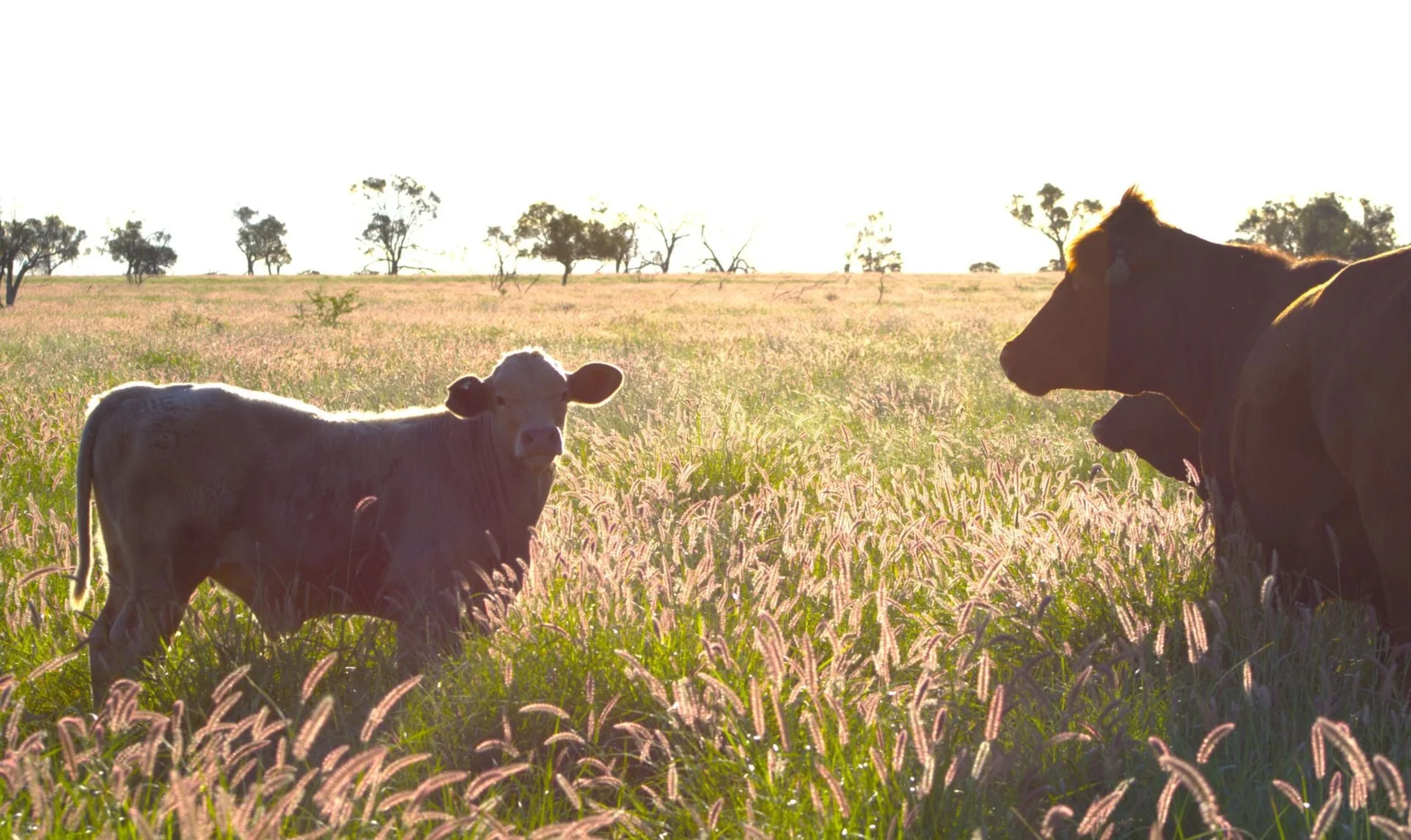 Additional image 6 of 1970 Saltern Creek Road, Barcaldine QLD 4725
