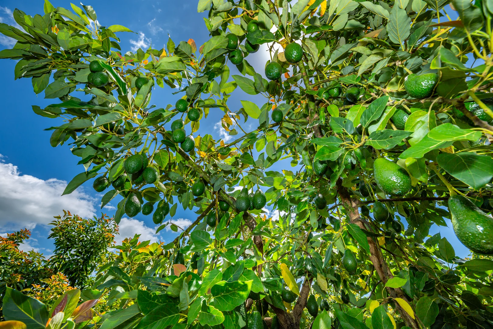 Additional image 4 of 807 Pine Creek Road, Givelda QLD 4670