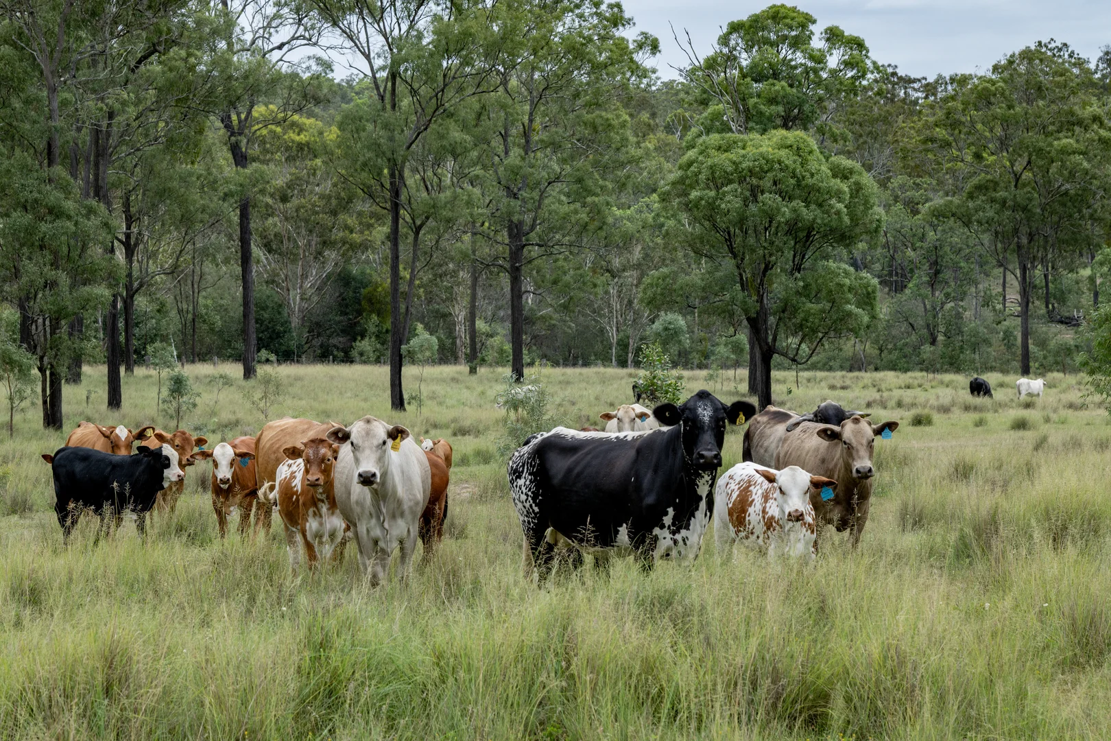 Additional image 28 of 250 Nanango Tarong Road, Nanango QLD 4615