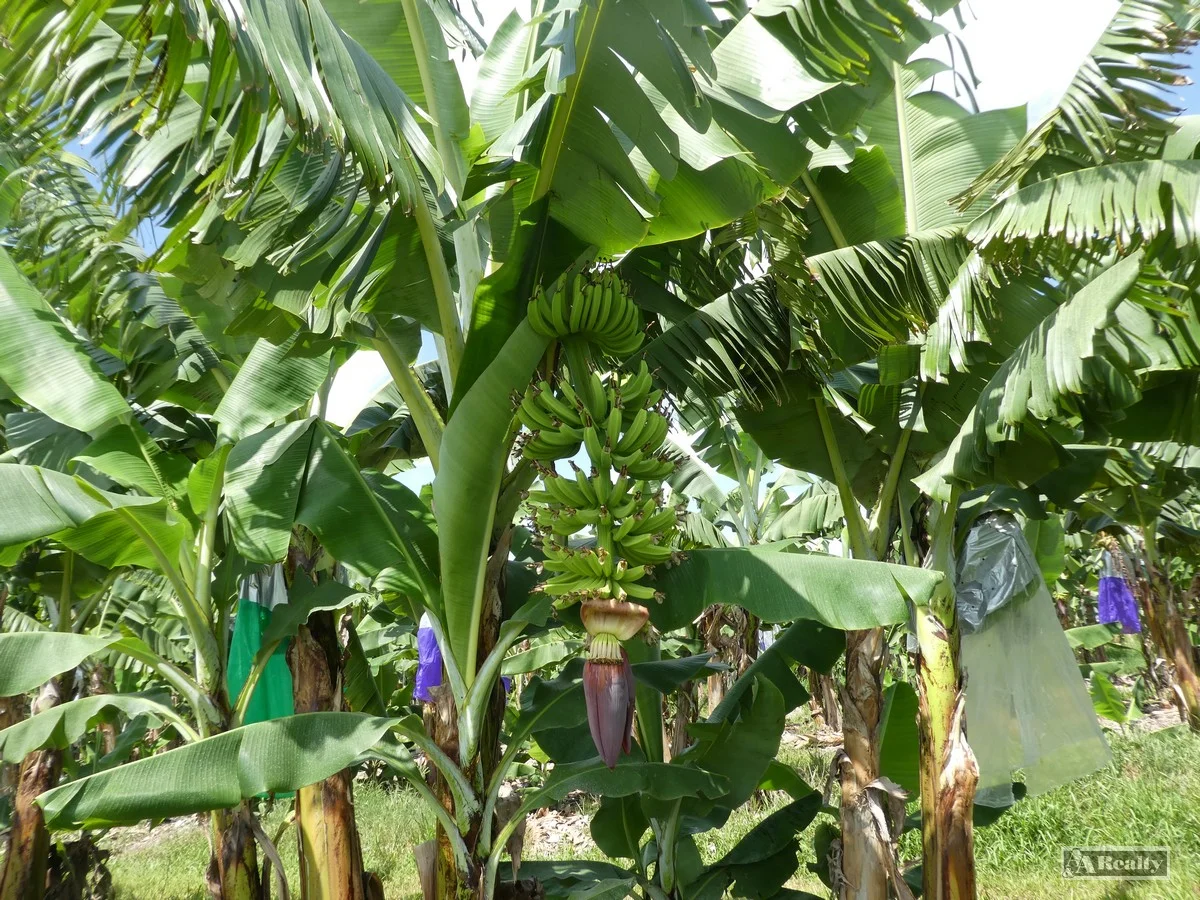 Additional image 13 of Lower Cowley QLD 4871