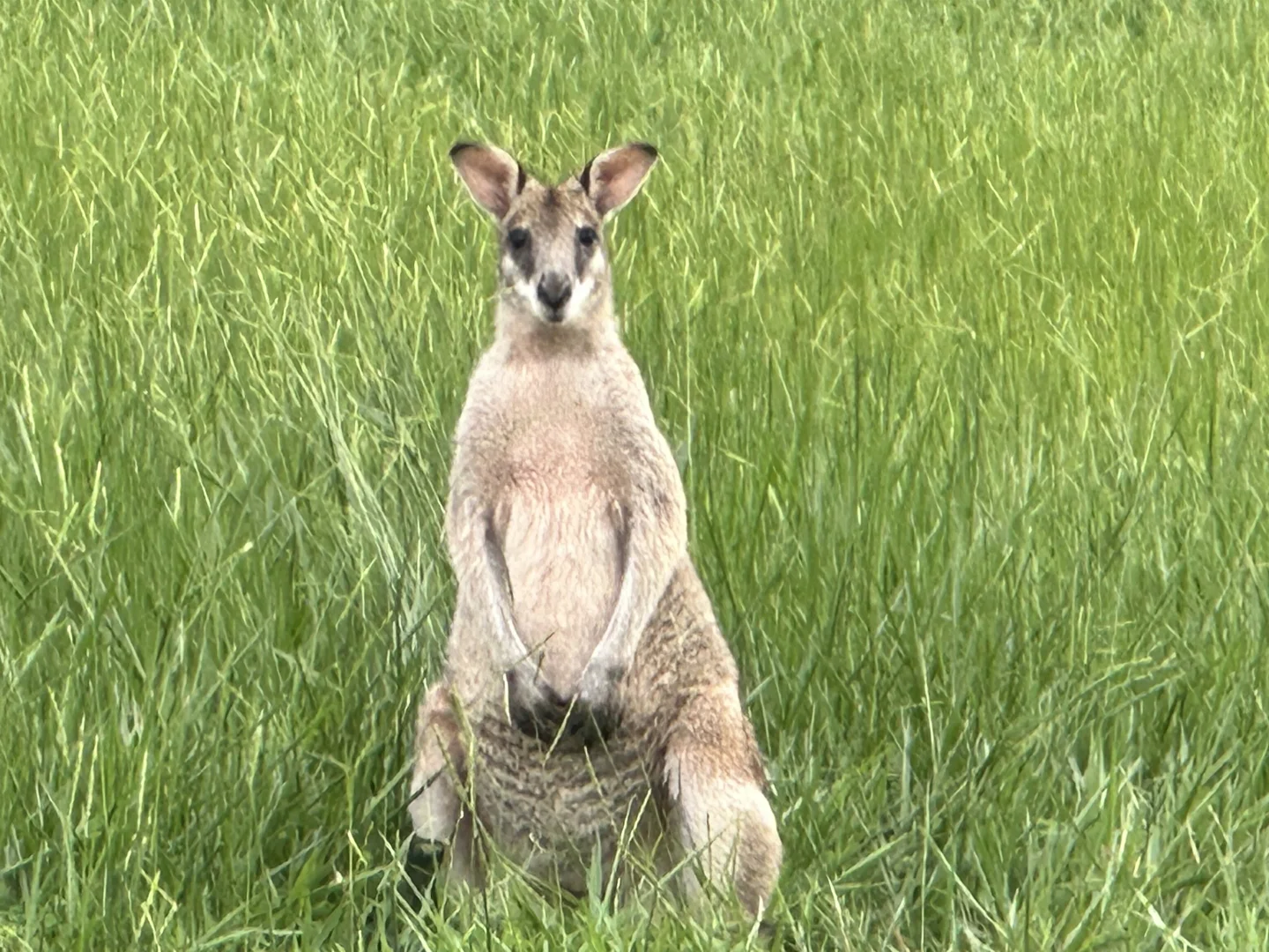 Additional image 6 of 71 Koda Street, Wongaling Beach QLD 4852