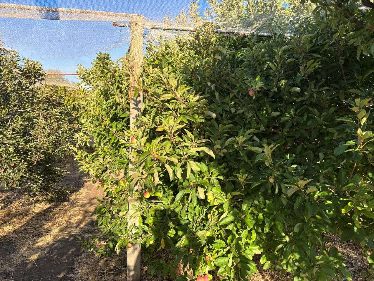 Additional image 35 of 7 Hidden Valley Lane, Boston SA 5607