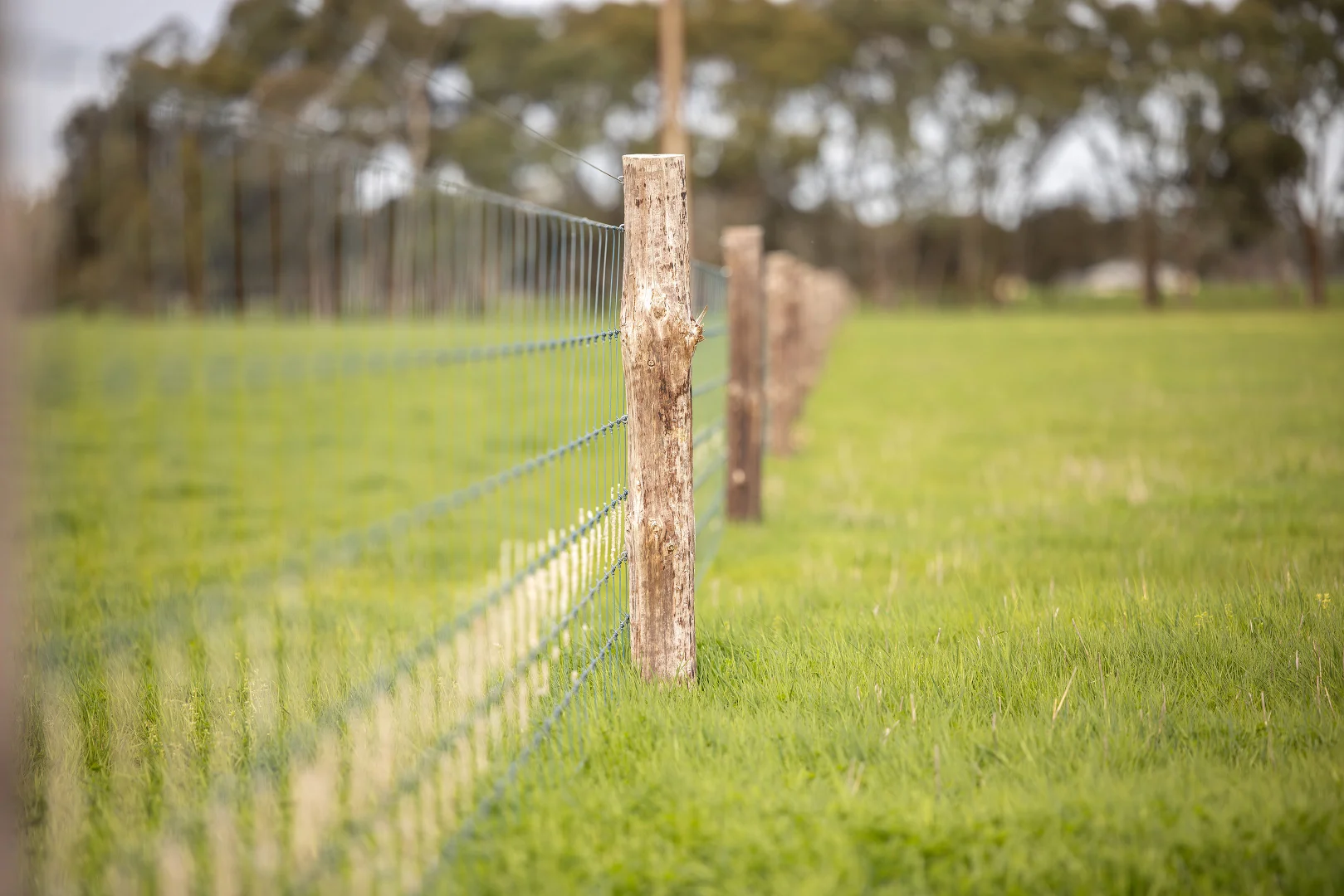 Additional image 36 of 546 Bool Lagoon West Road, Penola SA 5277