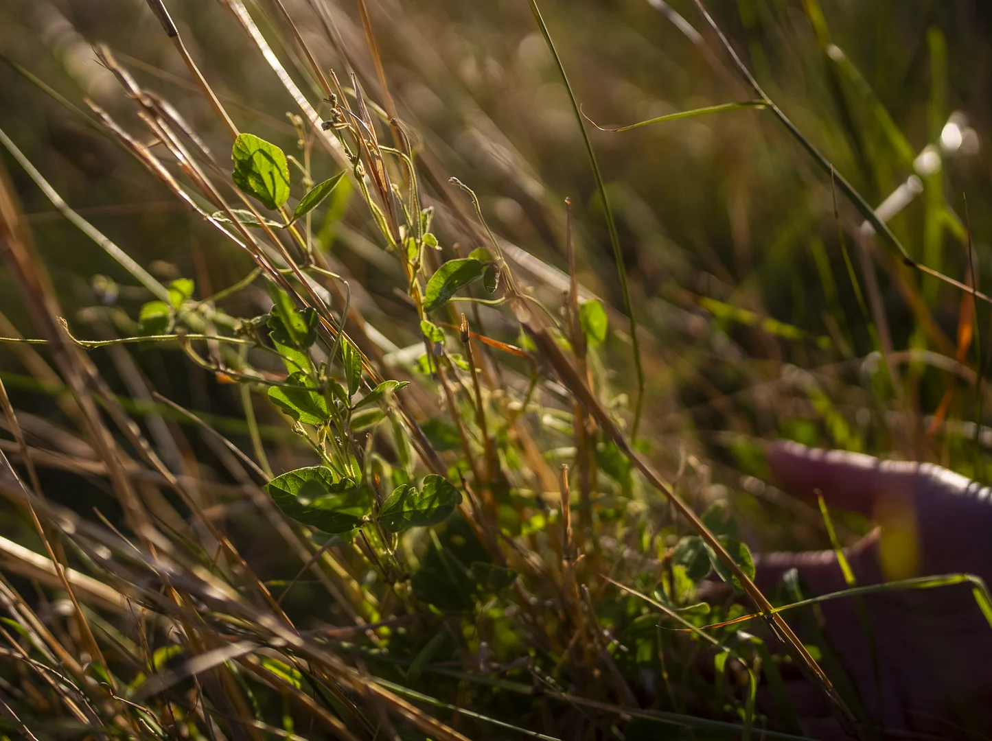 Additional image 23 of 'Mountainside' 250 Mountain Side Road, Coolah NSW 2843
