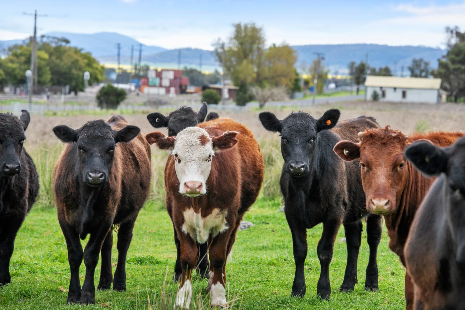 Additional image 19 of "Prairie" 1758 Werris Creek Road, Werris Creek NSW 2341