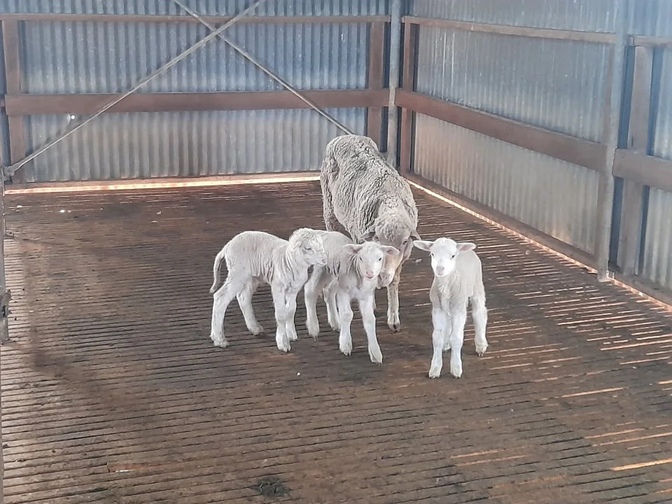 Additional image 11 of Lot 1, 905 Ngallo Road, Carina VIC 3512