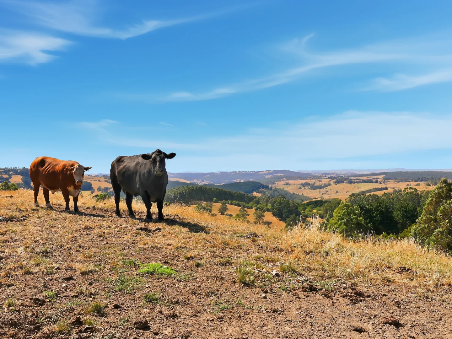 Additional image 17 of 1938 Yarragon - Leongatha Road, Allambee VIC 3823