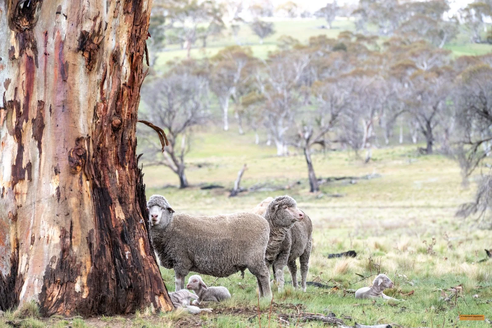 Additional image 3 of Lot 6 Avonside Road, Avonside NSW 2628