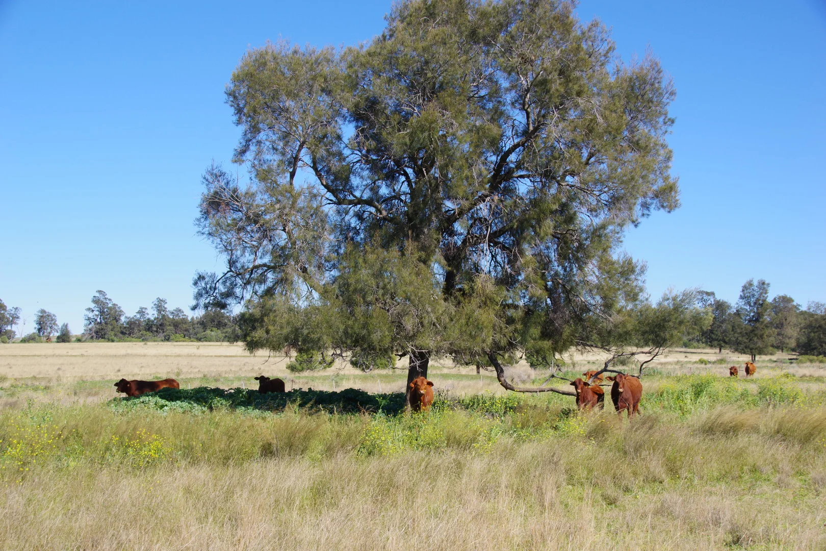 Additional image 21 of 635 Mayfield Road, Narrabri NSW 2390