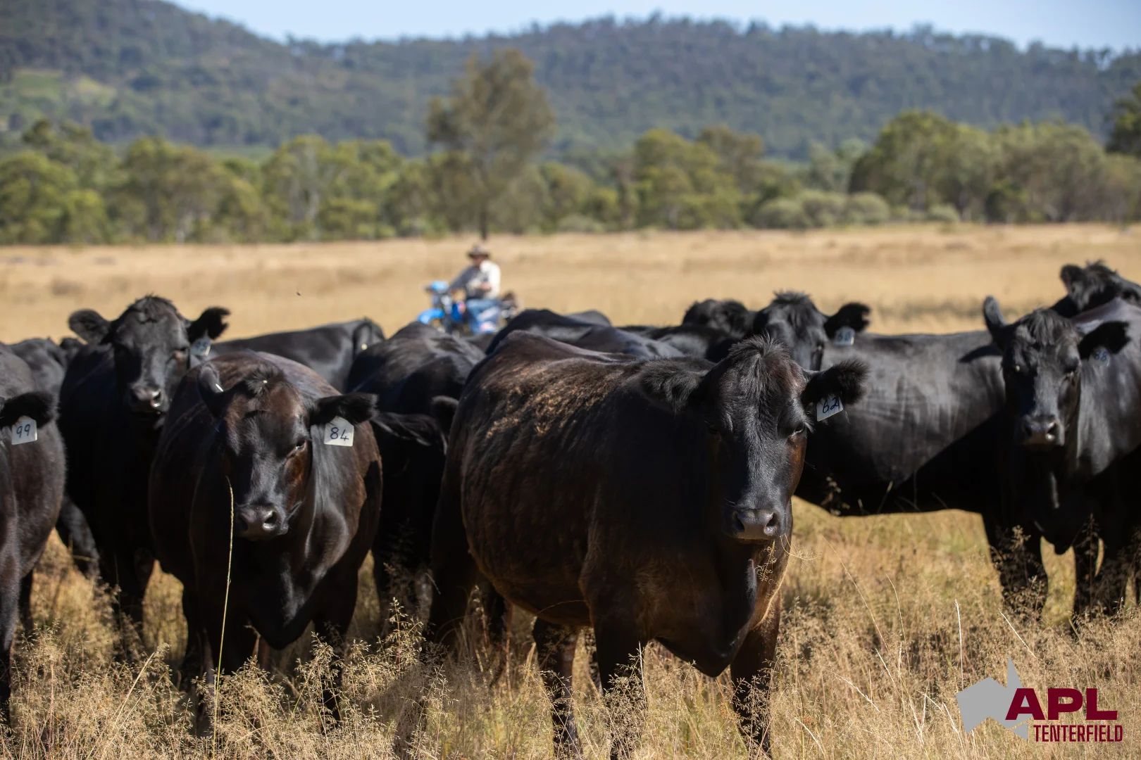 Additional image 2 of 1696 and 1799 New England Highway, Tenterfield NSW 2372