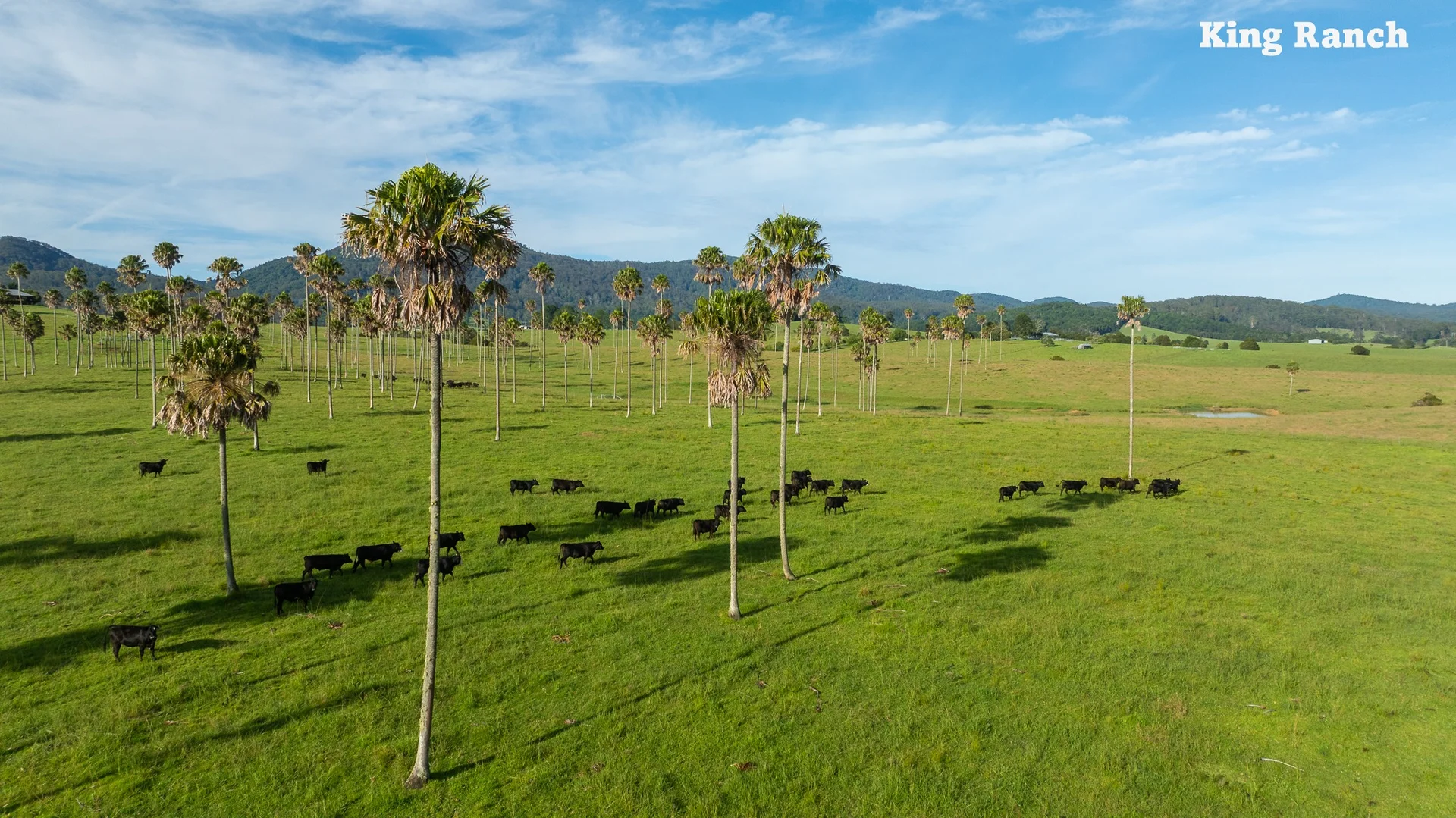 Additional image 2 of "King Ranch" 481 Upper Bobo Road, Dorrigo NSW 2453