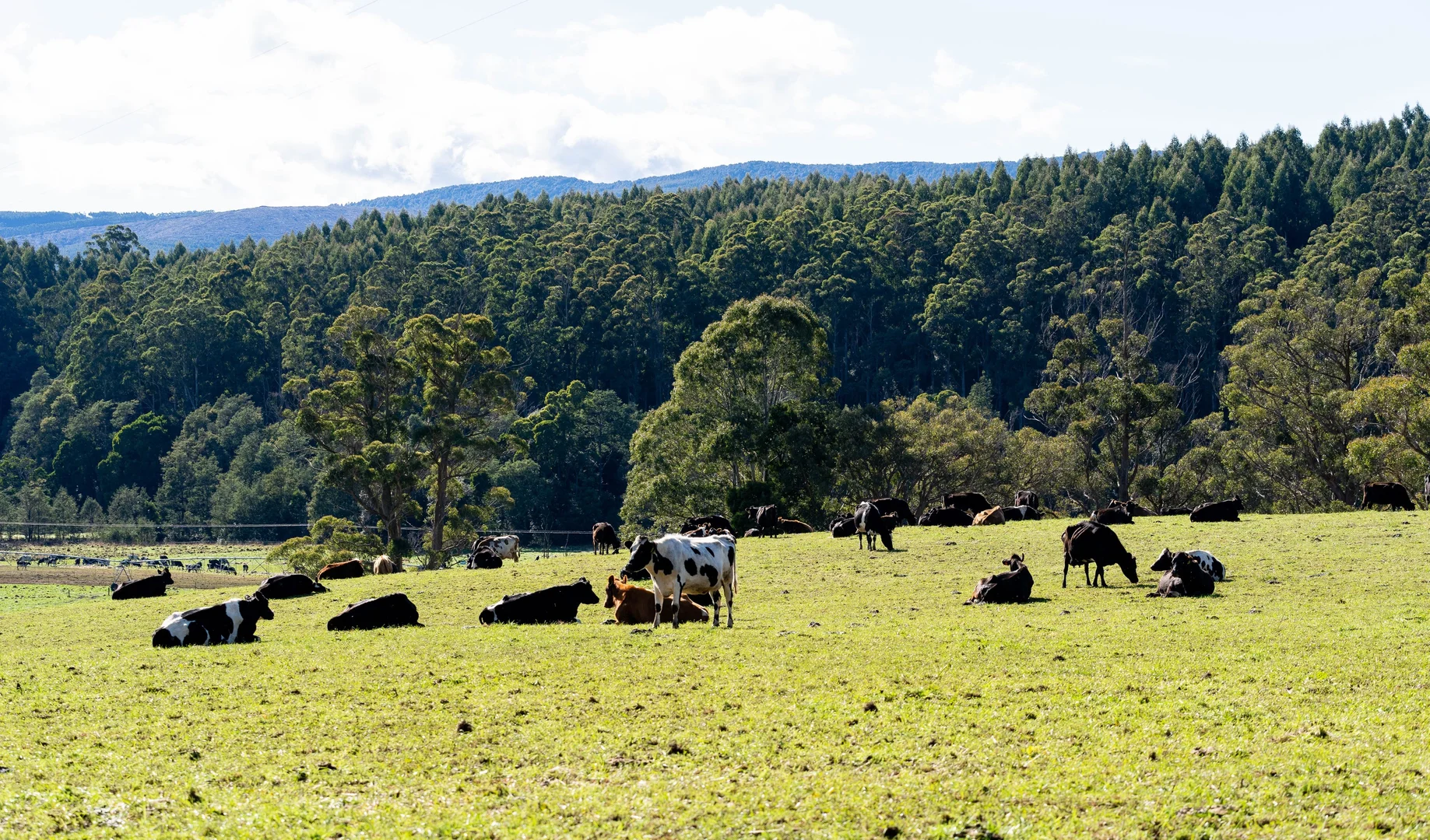 Additional image 30 of Alberton TAS 7263