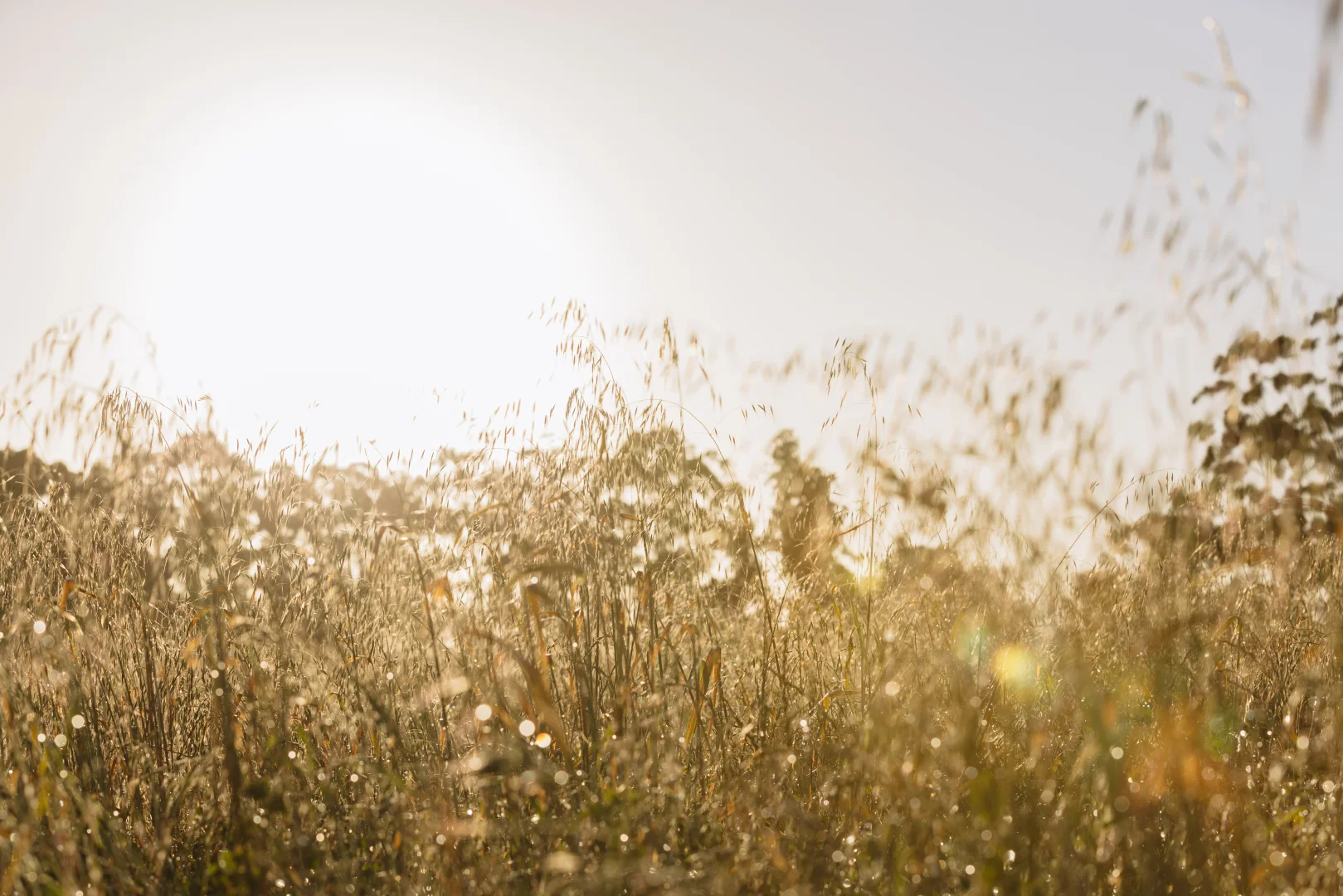 Additional image 12 of Lot 102 Springfield Farm, Yallingup WA 6282