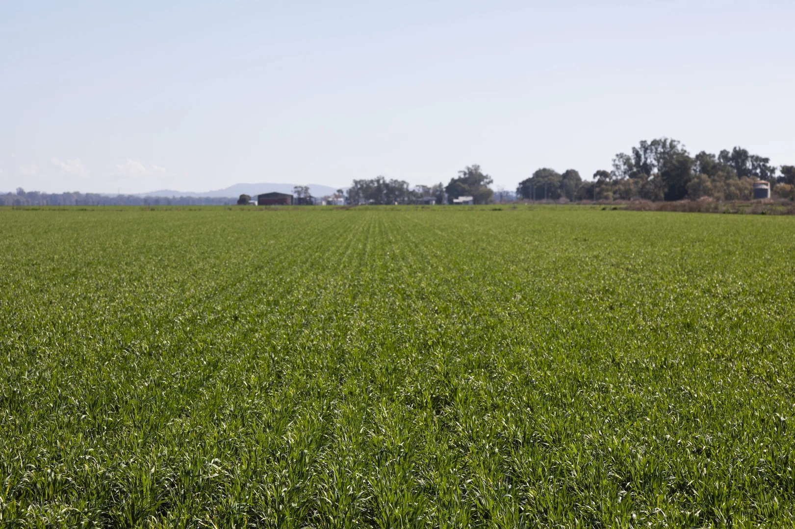 Additional image 14 of Lot 1 Farm/360 Condon Rd, Bilbul NSW 2680