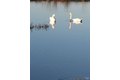 Additional image 5 of 528 Wetlands Edge Rd, American Canyon, CA, 94503