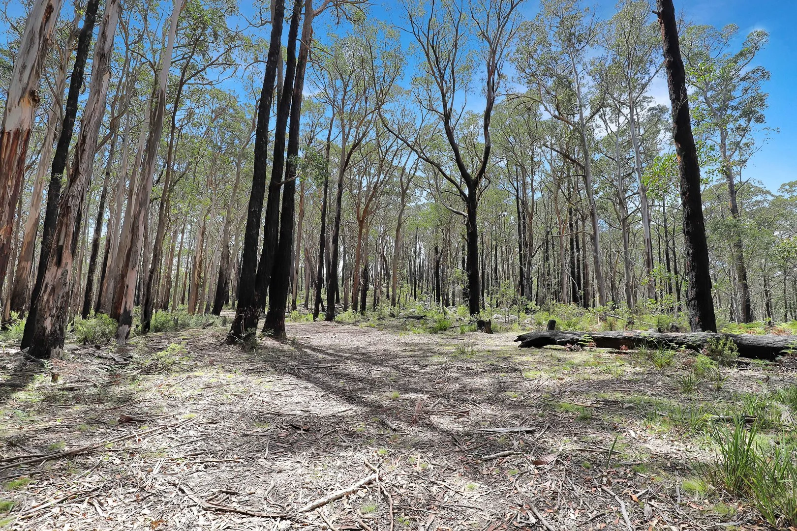 Additional image 10 of Lot 51 Tantawangalo Mountain Road, Cathcart NSW 2632