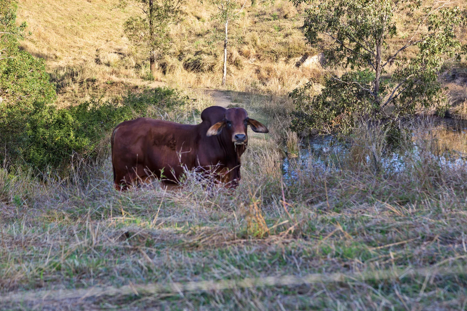 Additional image 26 of 141 Sterling Rd, Kandanga Creek QLD 4570
