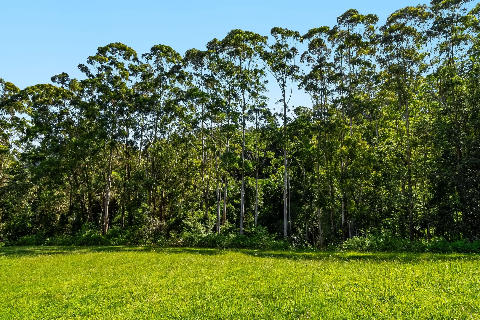 Additional image 15 of 217 Goonengerry Mill Road, Goonengerry NSW 2482