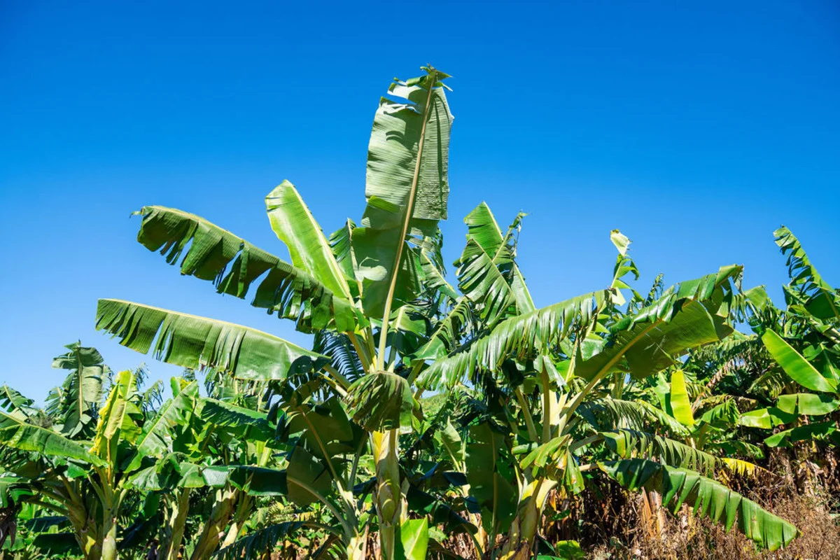 Additional image 11 of 20 Puhos Road, Sandy Beach NSW 2456