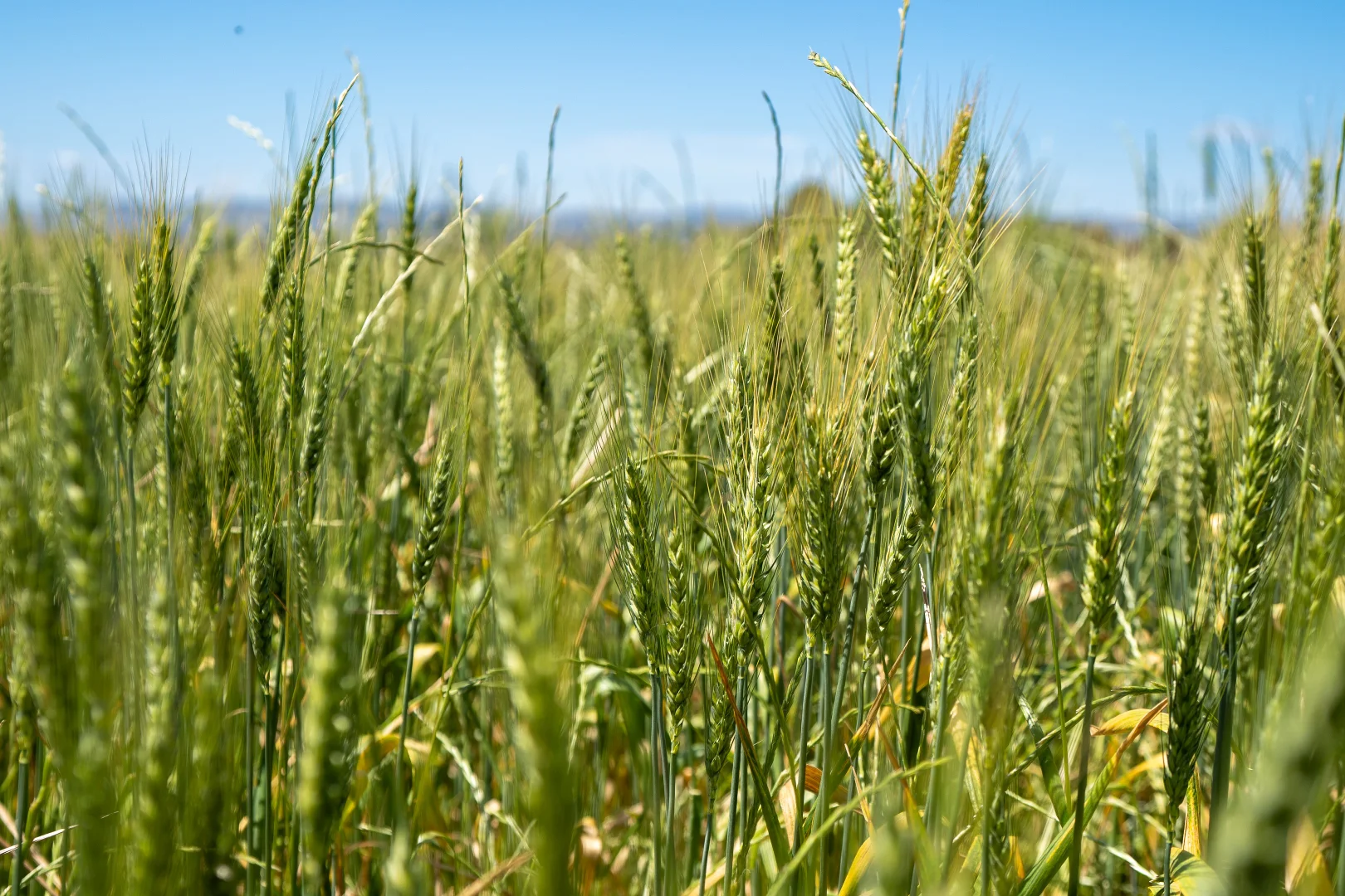 Additional image 28 of 3818 Lachlan Valley Way, Godfreys Creek NSW 2586