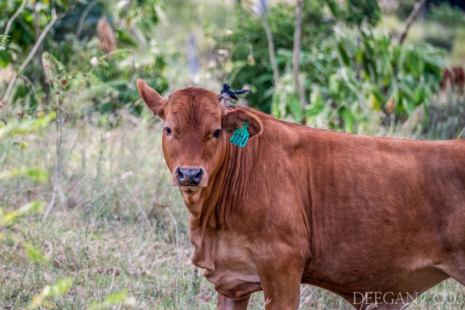 Additional image 29 of 501 Glenhowden Road, Colinton QLD 4314