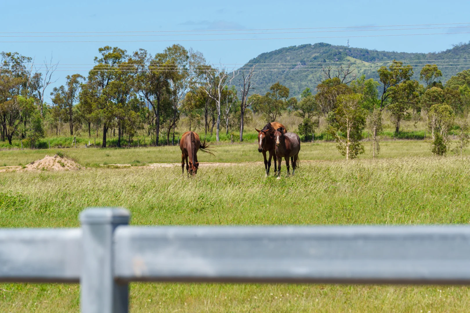 Additional image 42 of 'Allanmar Park' Goodwin Road, Gracemere QLD 4702