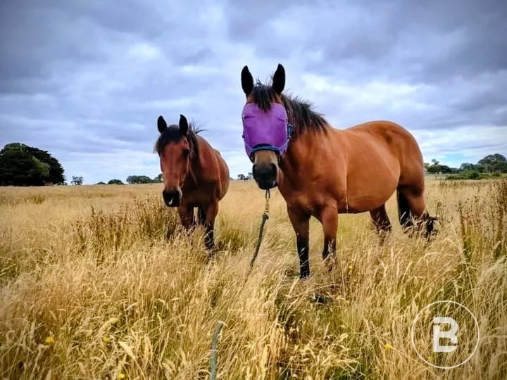 Additional image 12 of 722 A, B, Tannery Road, Snake Valley VIC 3351