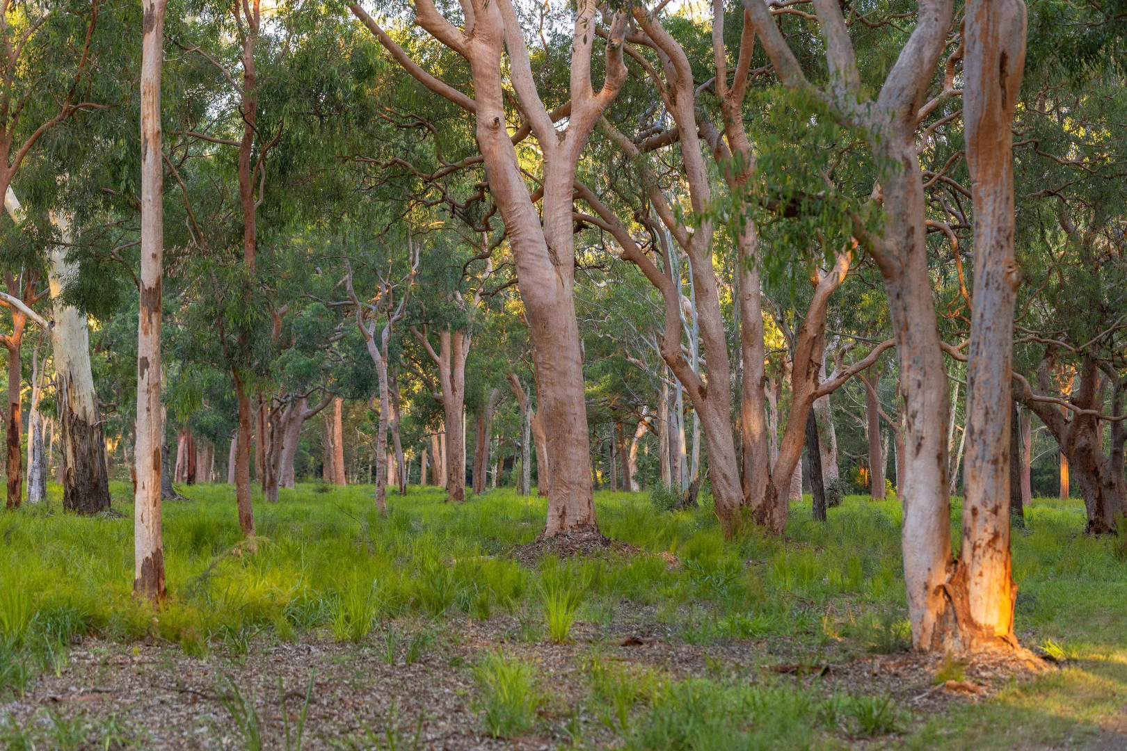 Additional image 18 of 183 Beach Road, Mitchells Island NSW 2430