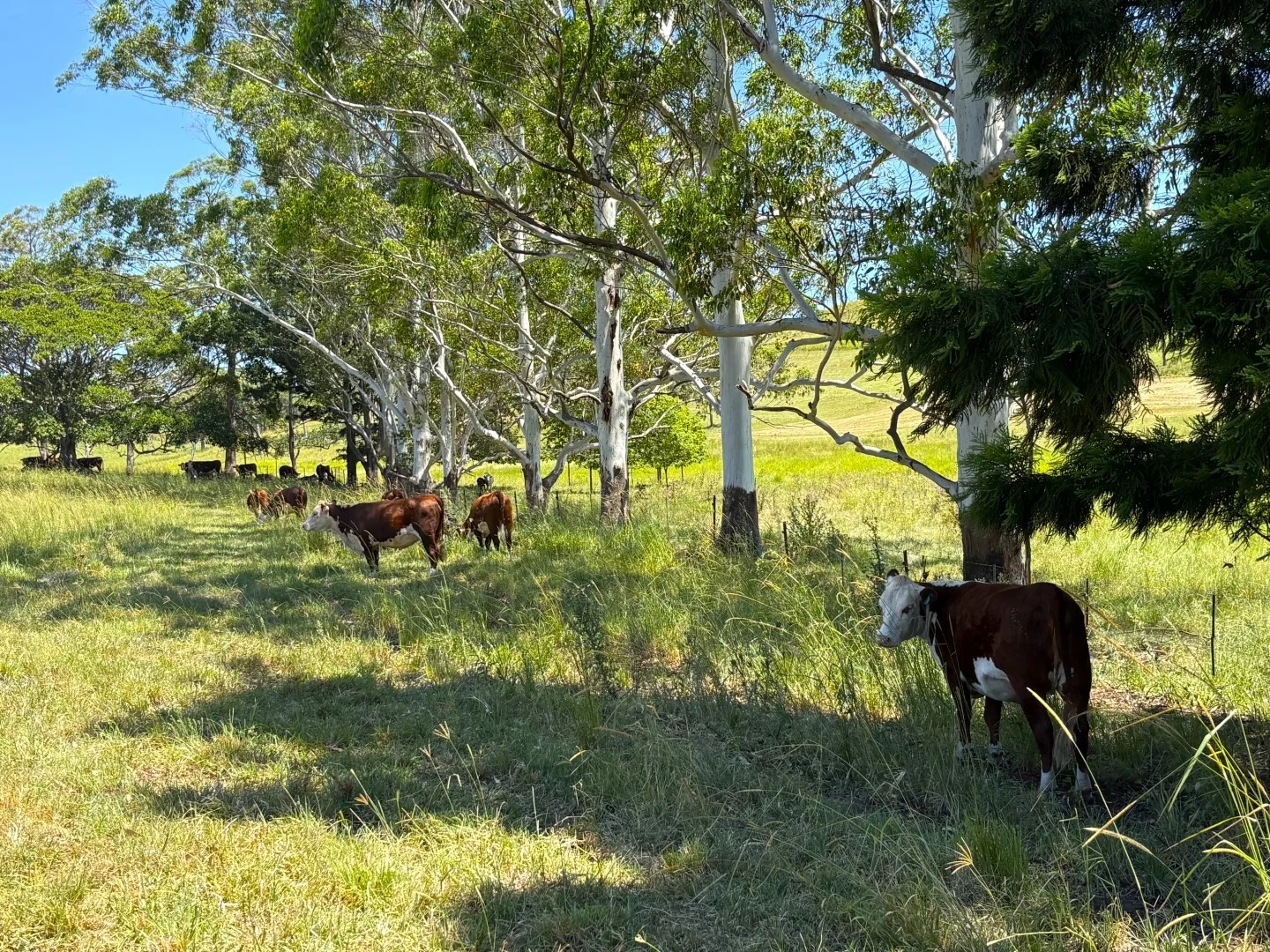 Additional image 8 of 93 Ellems Road, Kyogle NSW 2474