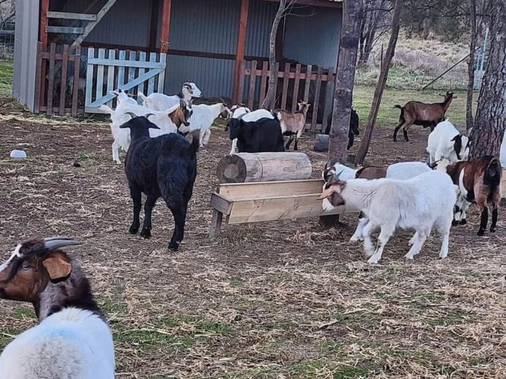 Additional image 6 of Tomboye NSW 2622