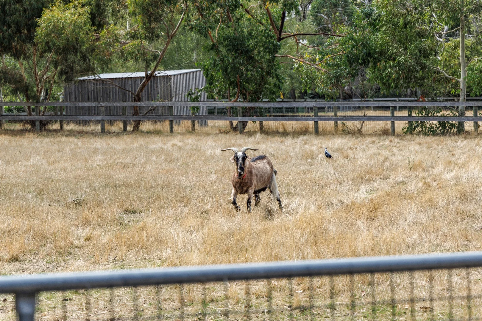 Additional image 25 of 345 Stumpy Gully Road, Balnarring VIC 3926