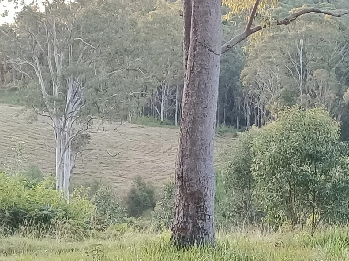 Additional image 16 of 702 Comboyne Road, Byabarra NSW 2446