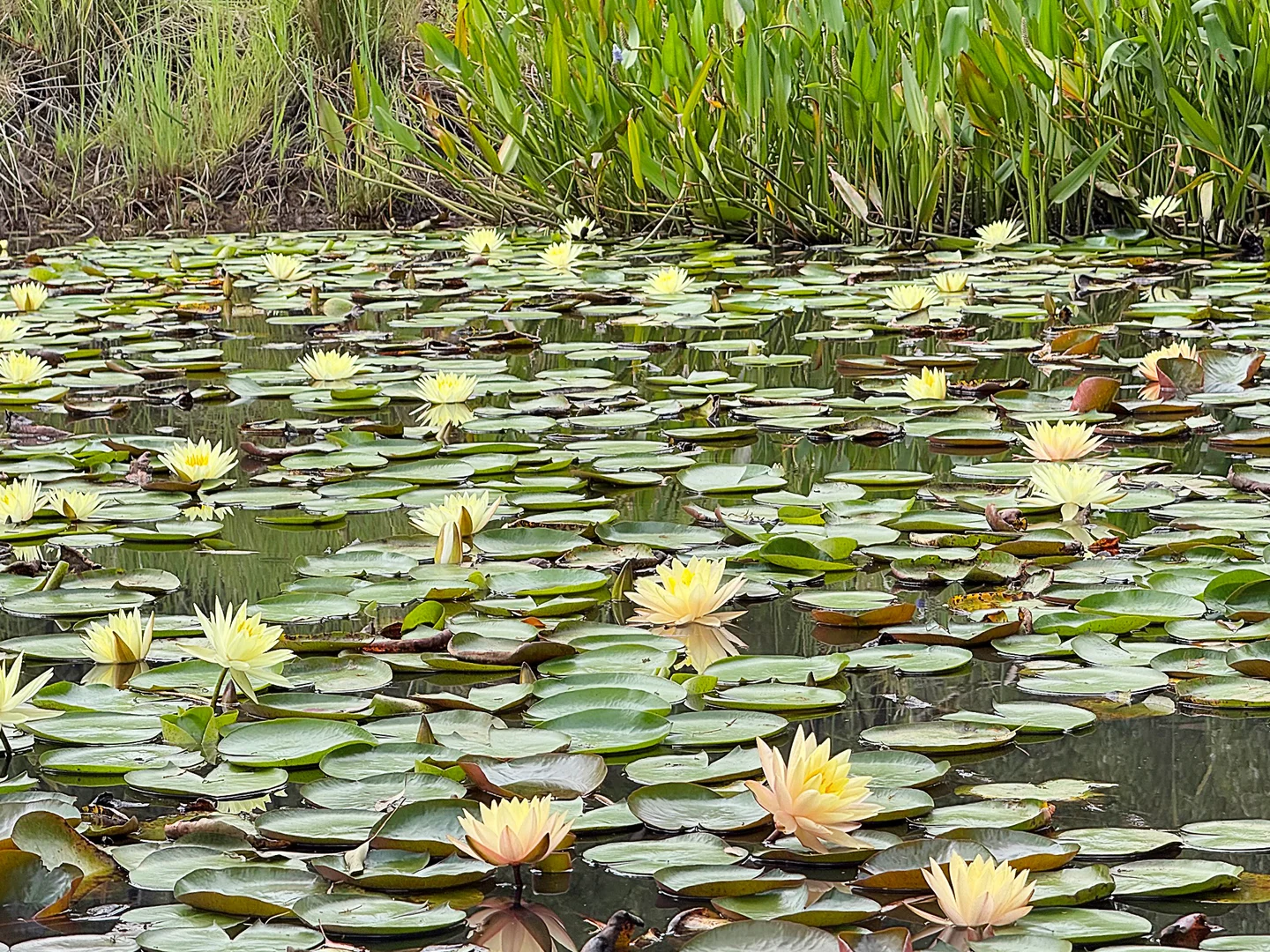 Additional image 28 of 121 Eglinford Lane, Congewai NSW 2325