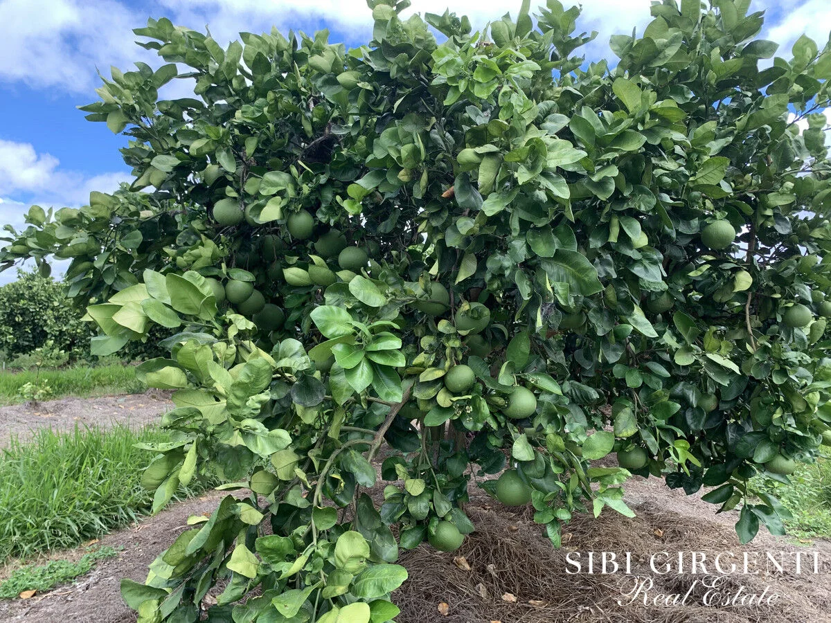 Additional image 15 of 1611 Mareeba-Dimbulah, Arriga QLD 4880